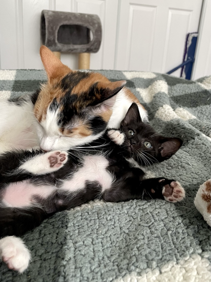 A calico cat gives a tuxedo kitten a bath