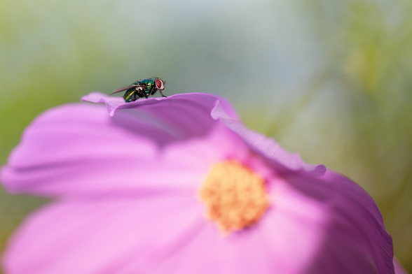 A fly sitting on top of a pink cosmos flower.