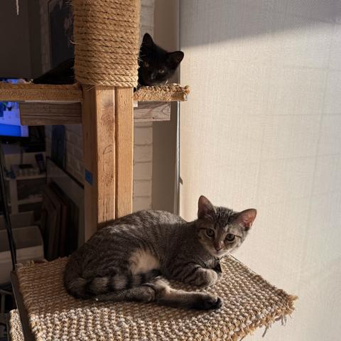 Two kittens, one black and the other a grey tabby, resting on a cat tower as the sunset shines in through a blind on the right.