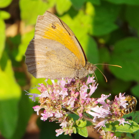 Braun und orangefarbener Falter auf violettfarbenen Blütenstand.