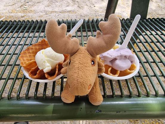 Mr Moose, a tiny ikea stuffed elk, poses with two icecream bowls on a metal bench