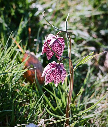 Close photo of two snake's head fritillary blossoms hanging together on their separate plants. The blooms are dark pink with lighter patches. Around them is grass; behind is an out of focus dead leaf and more out of focus grass.
