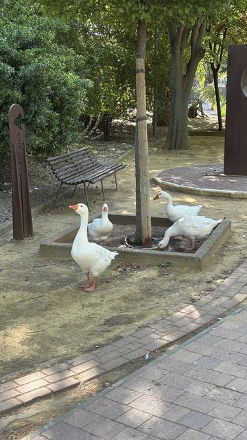 Grupo de gansos en un alcorque de árbol, uno está bebiendo de un charco, el resto están mirando en diferentes direcciones