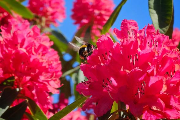 A close-up shot of a bumblebee with black and yellow stripes, its wings blurred, landing on a large cluster of vibrant fuchsia-pink rhododendron flowers. The background is a clear blue sky and more out-of-focus pink flowers.