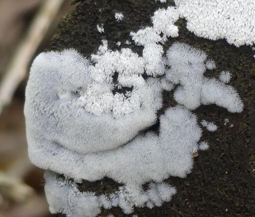 an der Schnittfläche eines morschen Baumstamms schneeweißer Schleimpilz, wie feiner Seifenschaum
