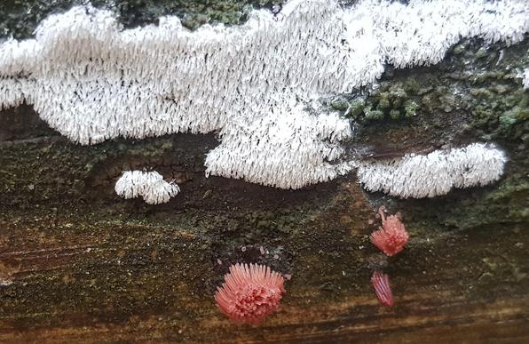 auf morschem Holz oben weiß-schaumiger Schleimpilz und darunter einer in rosa, kleine Büschel oder Bündel mit winzigen schwarzen Stielen