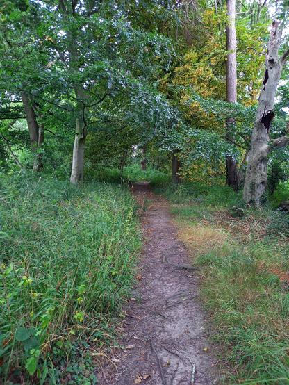 A track through shady woodland.