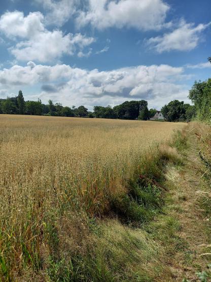 The edge of a field containing a greeny gold crop. Possibly oats. There are trees in the distance. The sky is blue with fluffy white clouds.