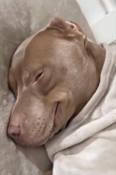 Un adorable canidé qui semble avoir fumé de la rigolote, bien à l'aise sous sa couverture.