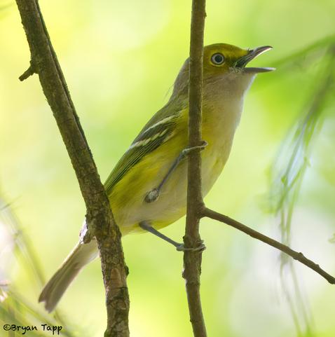 A medium sized bird with yellow chest, strong wing bars, olive back and head.  It has a prominent eye bar and eye ring.  The Iris is white.  The bill, again is curved downward at the end, a flying insect catcher.  It is singing to correct my bad whistle of its call.  Never use their actual call, but whistling to them is a great way to attract these curious birds.