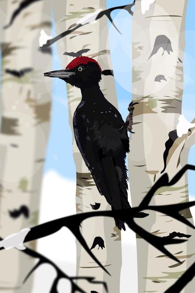 Digital illustration of a black woodpecker.
Made in affinity designer 2.
