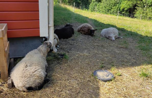 Sheep lying on the ground in the shadow next to the house.