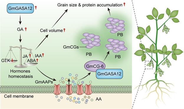 Diagram featuring an annotated cross-section of a cell (through the cytoplasm and cell membrane), and a whole-plant rendering of a soybean plant, together illustrating how the gibberellin-regulated protein GmGASA12 acts as a central regulator in improving soybean quality and yield, bridging hormone signaling and protein storage.