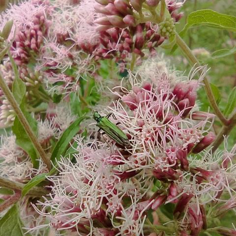 Petit coléoptère longiligne et vert métallique, sur une fleur rose ébouriffée.