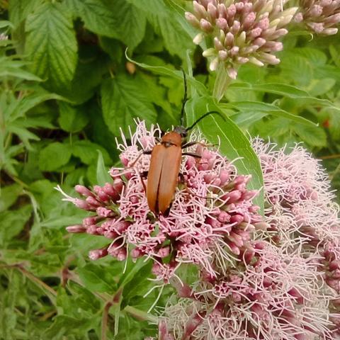 Grand coléoptère longiligne brun caramel sur une fleur rose ébouriffée.