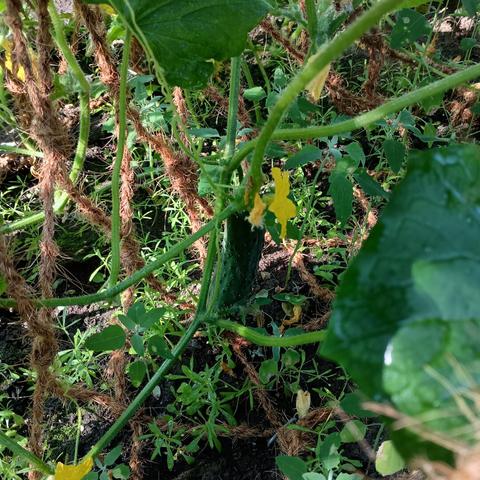 Cucumber on the vine in my vegetable garden.