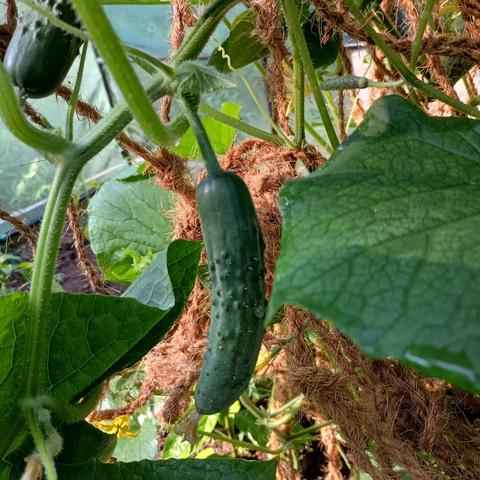 Another cucumber on the vine in my garden.