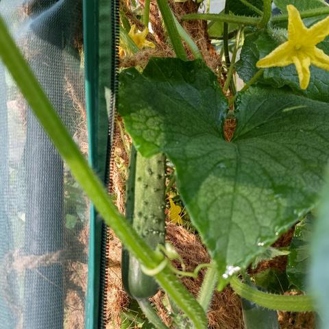 Another new cucumber on the vine in my garden.