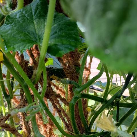 A fourth cucumber on the vine in my garden.