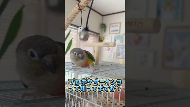 ボクサーインコって知ってる？🥊【ウロコインコのぽぽ】