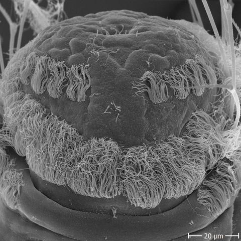 scanning electron micrograph of a Platynereis larva showing a close-up of the prototroch ciliary band