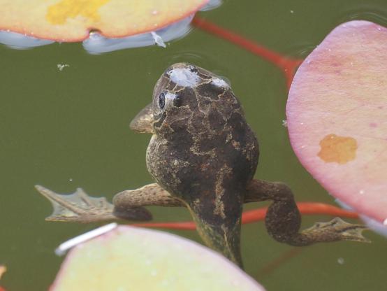 Schwimmende Knoblauchkröte in der Metamorphose von der Kaulquappe zur Kröte, Rückenansicht.