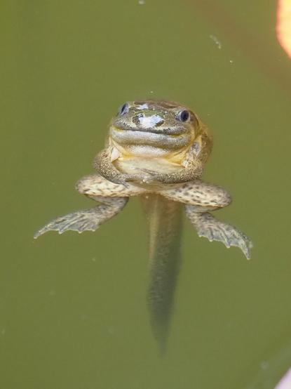 Schwimmende Knoblauchkröte in der Metamorphose von der Kaulquappe zur Kröte, Ansicht von vorn. Es sieht so aus als würde sie frech in die Kamera grinsen.