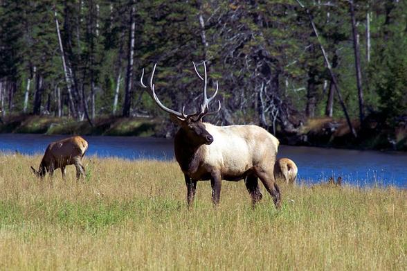 Image of a Bull Elk next to a river