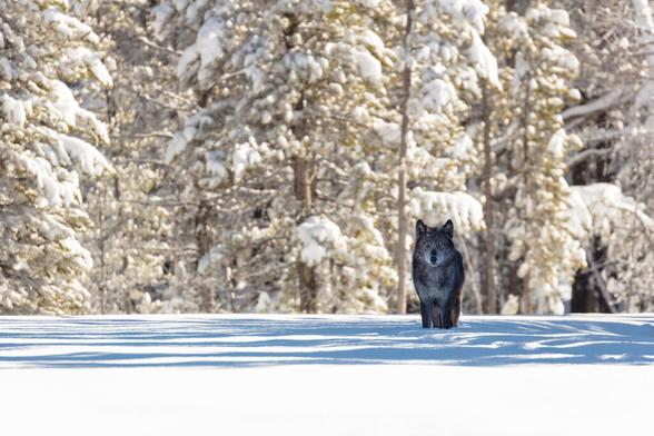 Image of grey wolf in snow