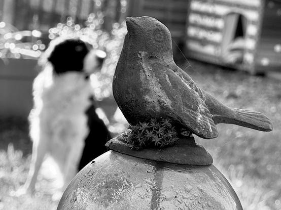 In the foreground is a metal garden ornament in the shape of a bird, and in the background is a blurred silhouette of a sitting dog. (Version françæ) Al premiær plan æn décoration de jardin métallique en forme d’oiseau et à l’arrière-plan, floux, æn silhouette de chiæn assix.