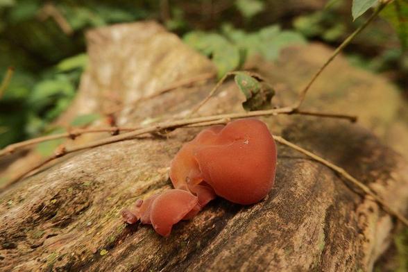 Mushrooms on a log.