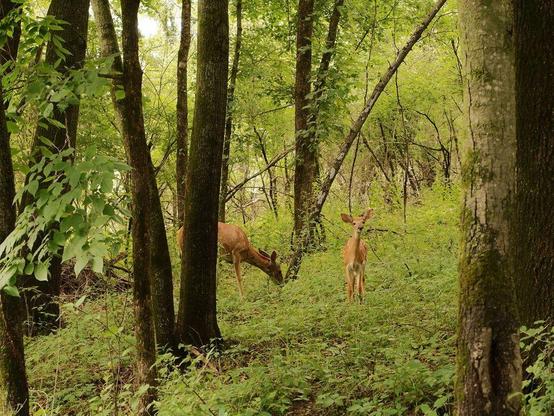 Two deer in the forest.