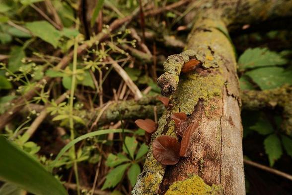 Mushrooms on a log with moss.