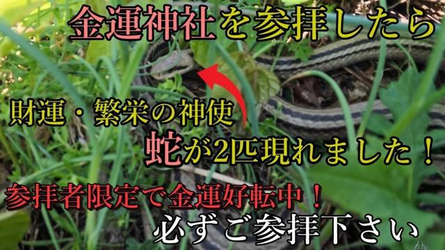 ※劇的に金運を向上させたいなら必ずご参拝下さい⚠️日本有数の金運・開運神社！【多言語解説動画】【鳥取県日野郡 金持神社】