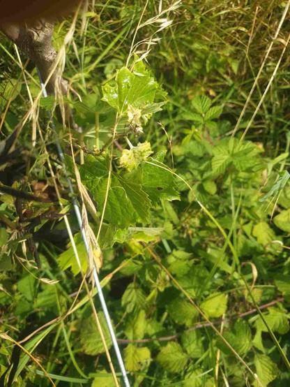 Vigne de plantet noir, dans l'herbe.
Quelques galles de phylloxéra sur les feuilles.