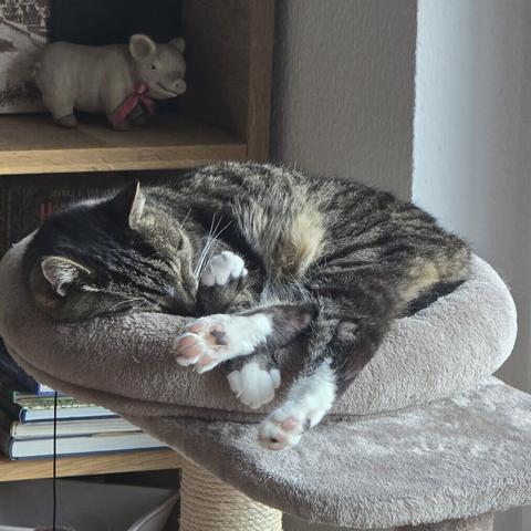 Eine getigerte Katze mit weißen Pfötchen liegt zusammengerollt auf einem beigen Kratzbaum und schläft. Die Katze hat eine Pfote über die Augen gelegt. Im Hintergrund stehen Bücher in einem Regal und ein kleines Deko-Schwein mit rosa Schleife. Sonnenlicht fällt sanft durch ein Fenster.