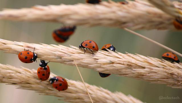 A close up photo of multiple ladybirds crawling along pale grasses against a blurred pale green backdrop. The are red and dotty and fabulous.