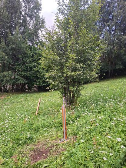 A grassy meadow filled with wildflowers and tall green plants. In the center stands an Amelanchier tree with multiple slender trunks and dense, oval-shaped green leaves. In the foreground, a rustic wooden fence post is reinforced by an upright metal pipe, which is actually part of an irrigation sprinkler system, secured in place with stones around its base. Further uphill, another wooden post is leaning. The background is lined with taller leafy trees beneath a partly cloudy sky.