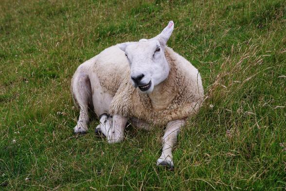 A fluffy, white ewe with a red ear tag lies in a grassy field, looking towards the viewer with its mouth slightly open as if bleating. Its front legs are folded beneath it, giving the impression of it resting. The grass is a mix of green and drier, lighter brown stalks.
