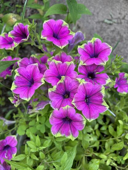 A cluster of vivid dark pink petunias with bright green edging at the sharper points of the petals, which are conjoined into a funnel shape with stamens deep in the middle. There is greenery and blurred out flower buds in the background.