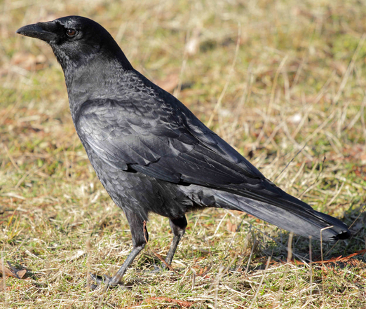 Corvus caurinus (known as Northwestern crow) standing on a grassy ground and slightly looking up.