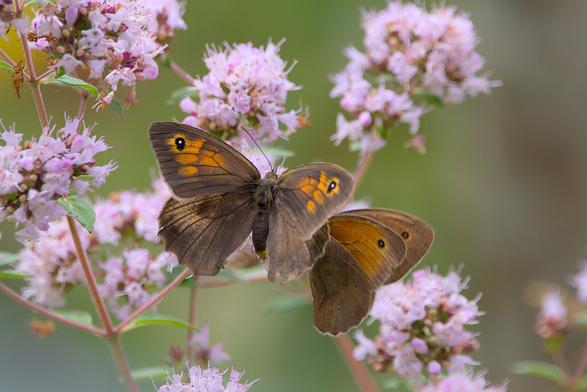 A pair of meadow browns (butterflies) on an oregano inflorescence.