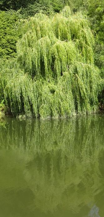 A weeping willow, trailing into a river, that reflects the tree.