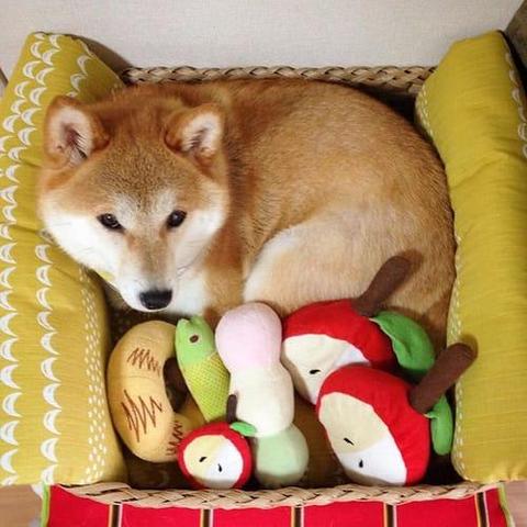 a random shiba from shibes.lol