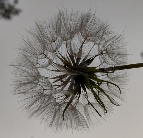 Seed fluff ball against light grey evening sky.