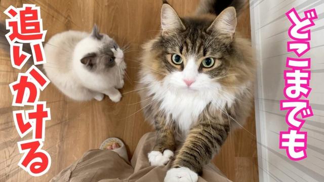 飼い主が大好きすぎる猫にストーカーされて困ってます