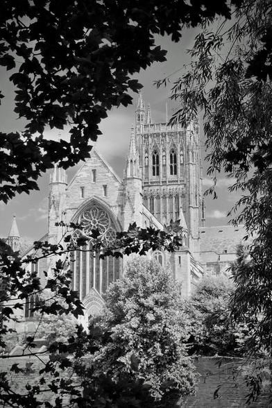 A black and white photograph of Worcester Cathedral, seen partially through the dark foliage of tree branches. The magnificent Gothic architecture of the cathedral dominates the frame, showcasing its intricate stonework, large rose window, and soaring tower against a bright, cloudy sky. Surrounding trees are also visible at the base of the cathedral.