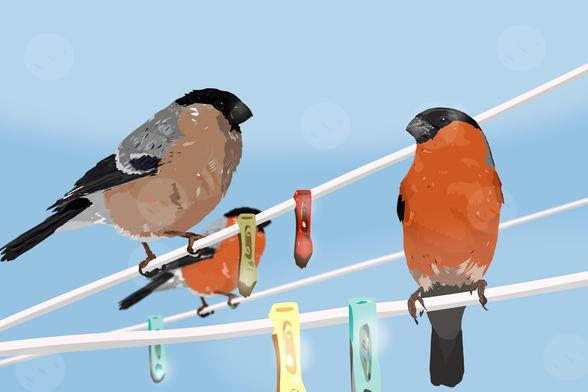 Digital illustration of Eurasian bullfinch on clothesline against sky
Made in Affinity Designer 2
Say no to AI!