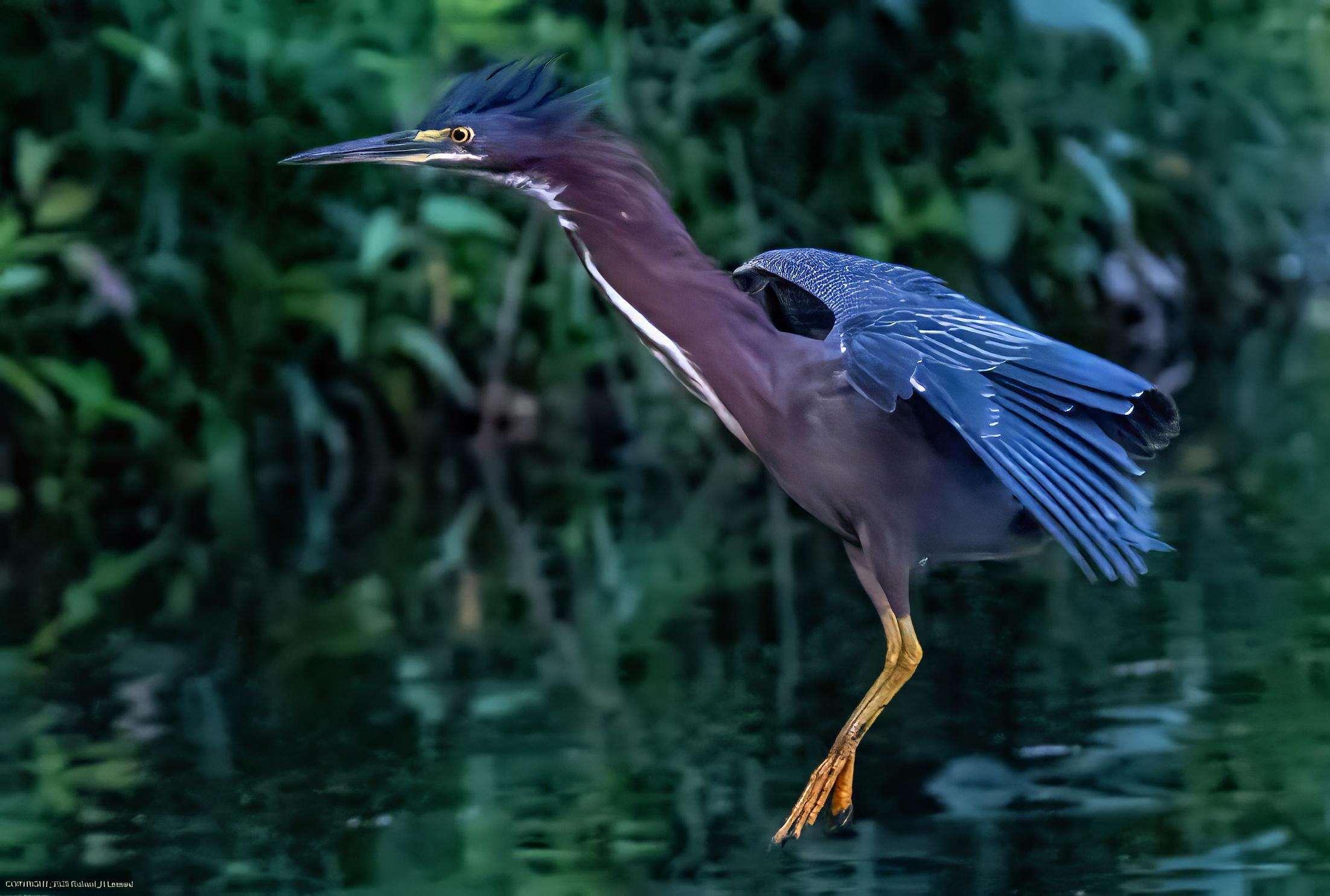 A green heron in flight from right to left is beginning to descend toward a landing on a pond.  The wings are spread, the head and crown are up, and the legs are hanging down toward the water.  The background is dark green out-of-focus foliage on the bank.