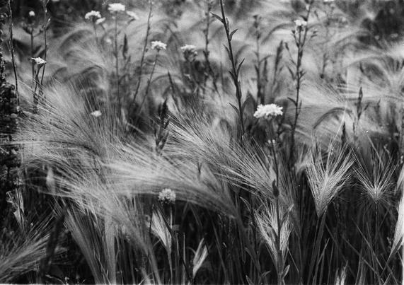 Black and white close-up of feather grass growing among wildflowers. The delicate, hair-like awns of the grass create a soft, flowing texture as they catch the light and wind, evoking a sense of quiet motion and prairie stillness.